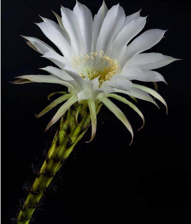 各种仙人掌的种植,仙人掌是扦插好还是带根种植好