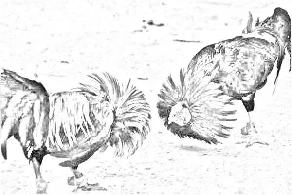 民间故事鸡下蛋还债的故事,民间故事公鸡成精