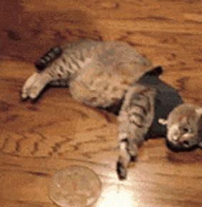 给猫咪日常护理眼睛,养猫的朋友们冬季请注意加强保暖