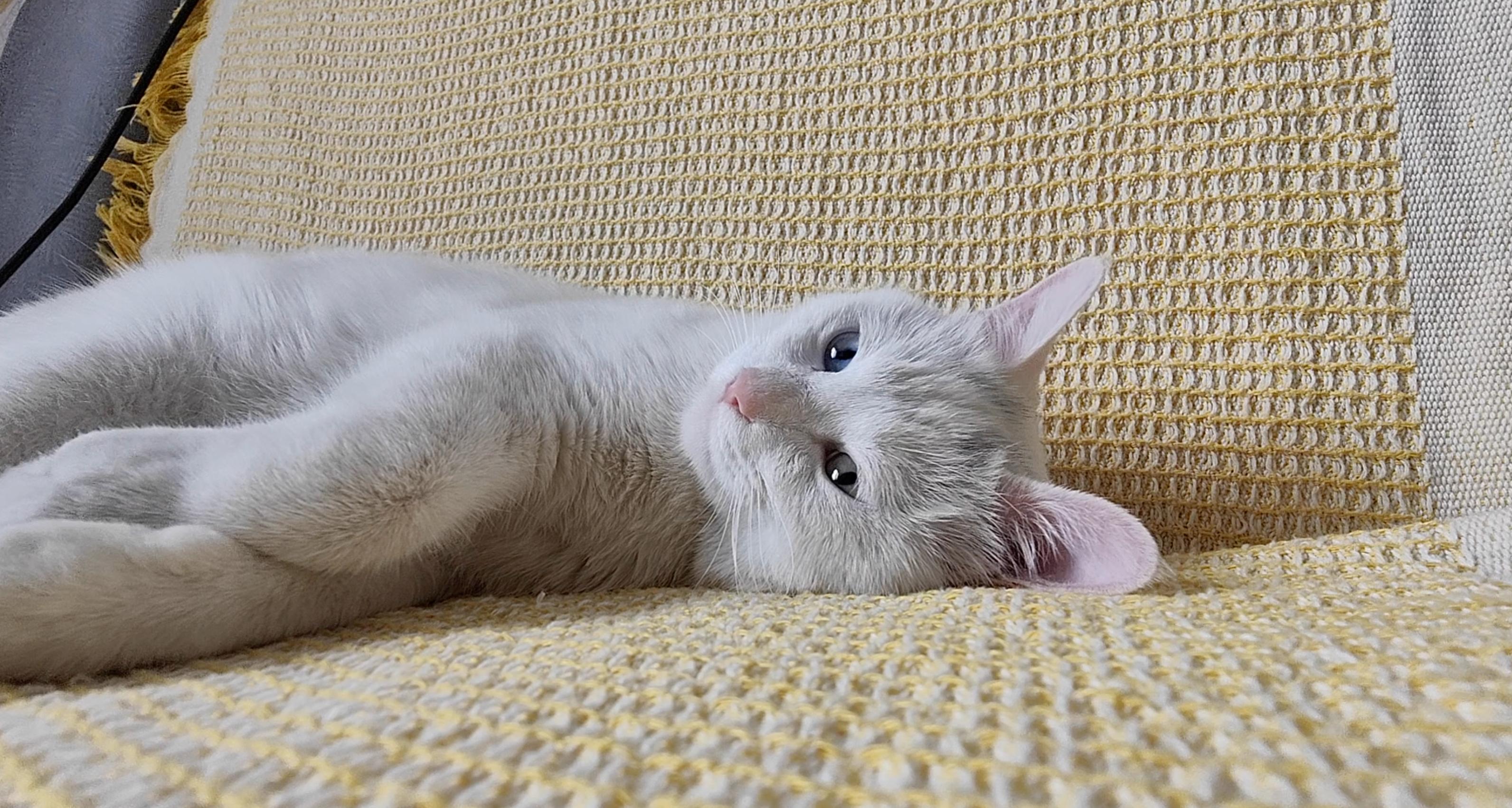 浦瑞克全自动扫地机器人,浦瑞克扫地机器人怎么用教程