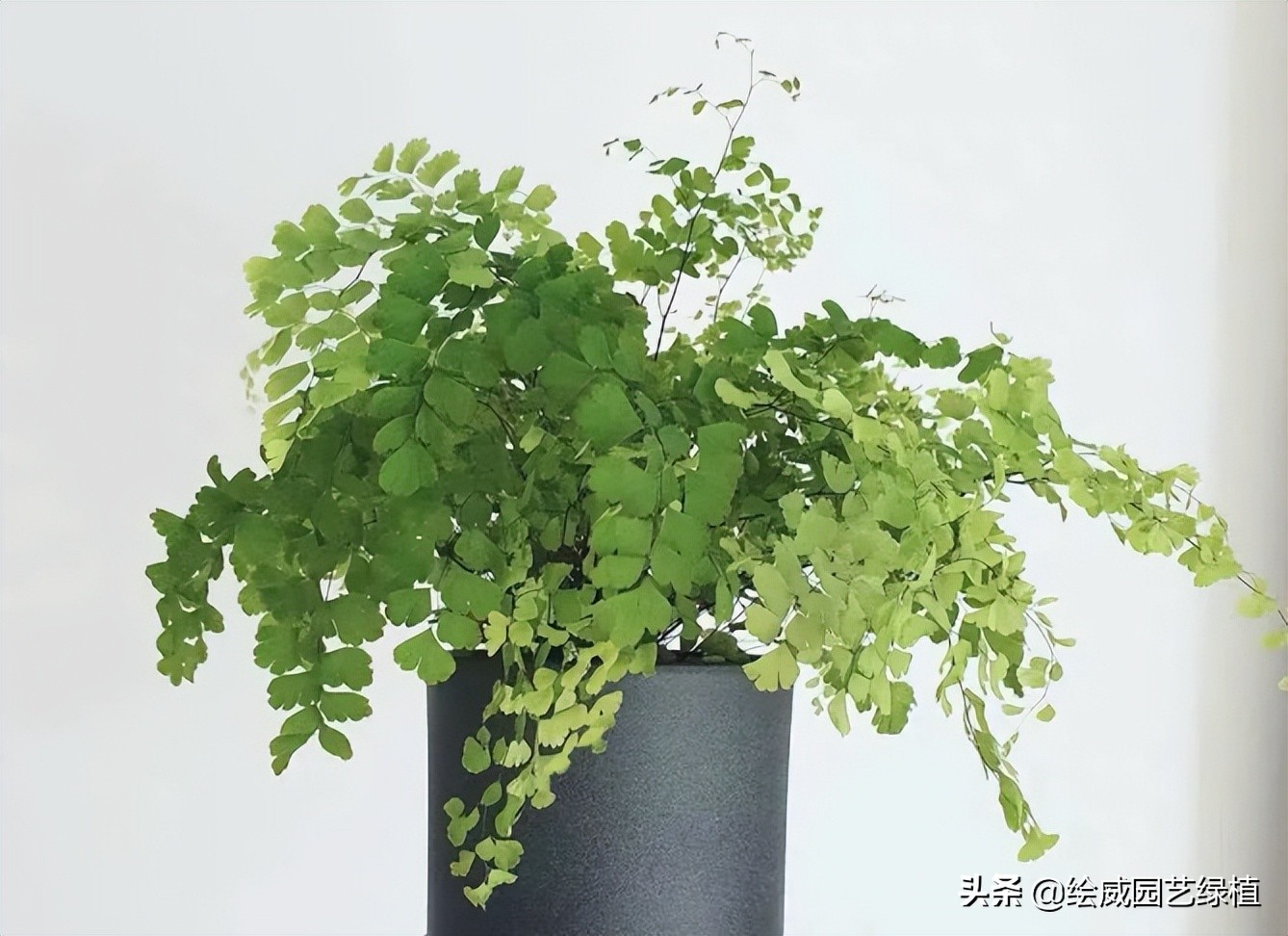 适合室内养的带香味的花避坑,厕所养什么花最好看耐养