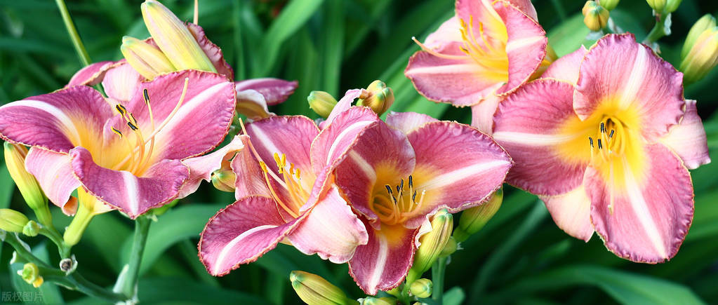 室外冻不死的十种花草,零下30度冻不死的露台植物