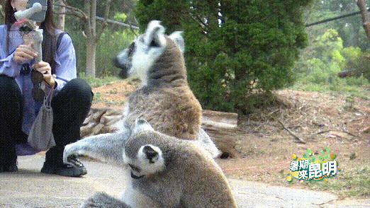 昆明动物世界野生动物园,昆明大自然野生动物园