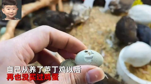 鱼缸养宠物鸡,室内养的下蛋鸡宠物有哪些