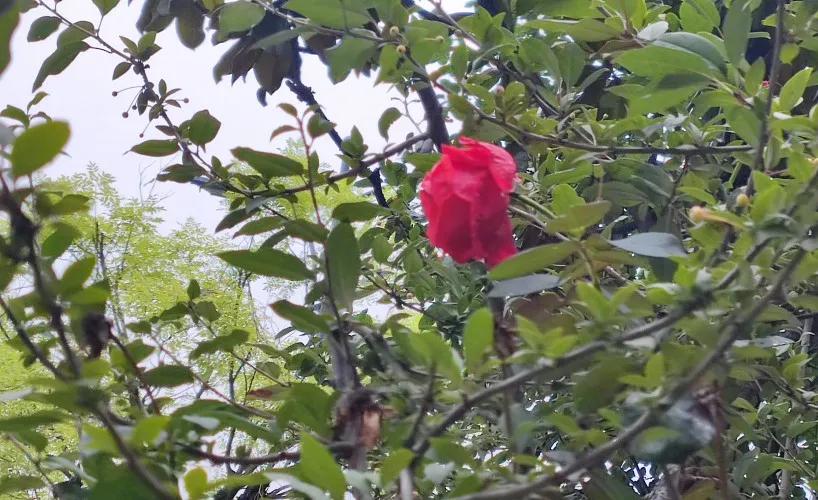 “断气”哀叹冬走来