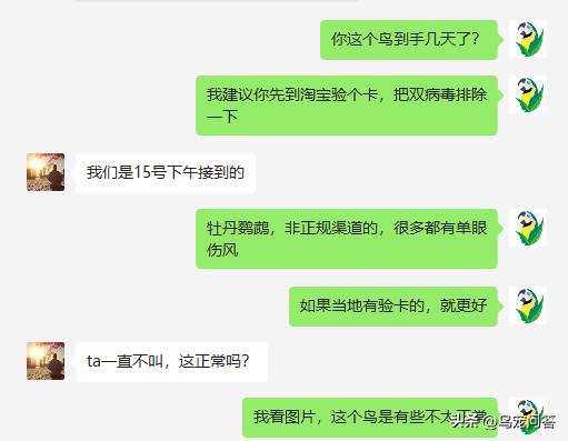 不小心买了违法鹦鹉怎么办,没办证的鹦鹉怎么处理掉