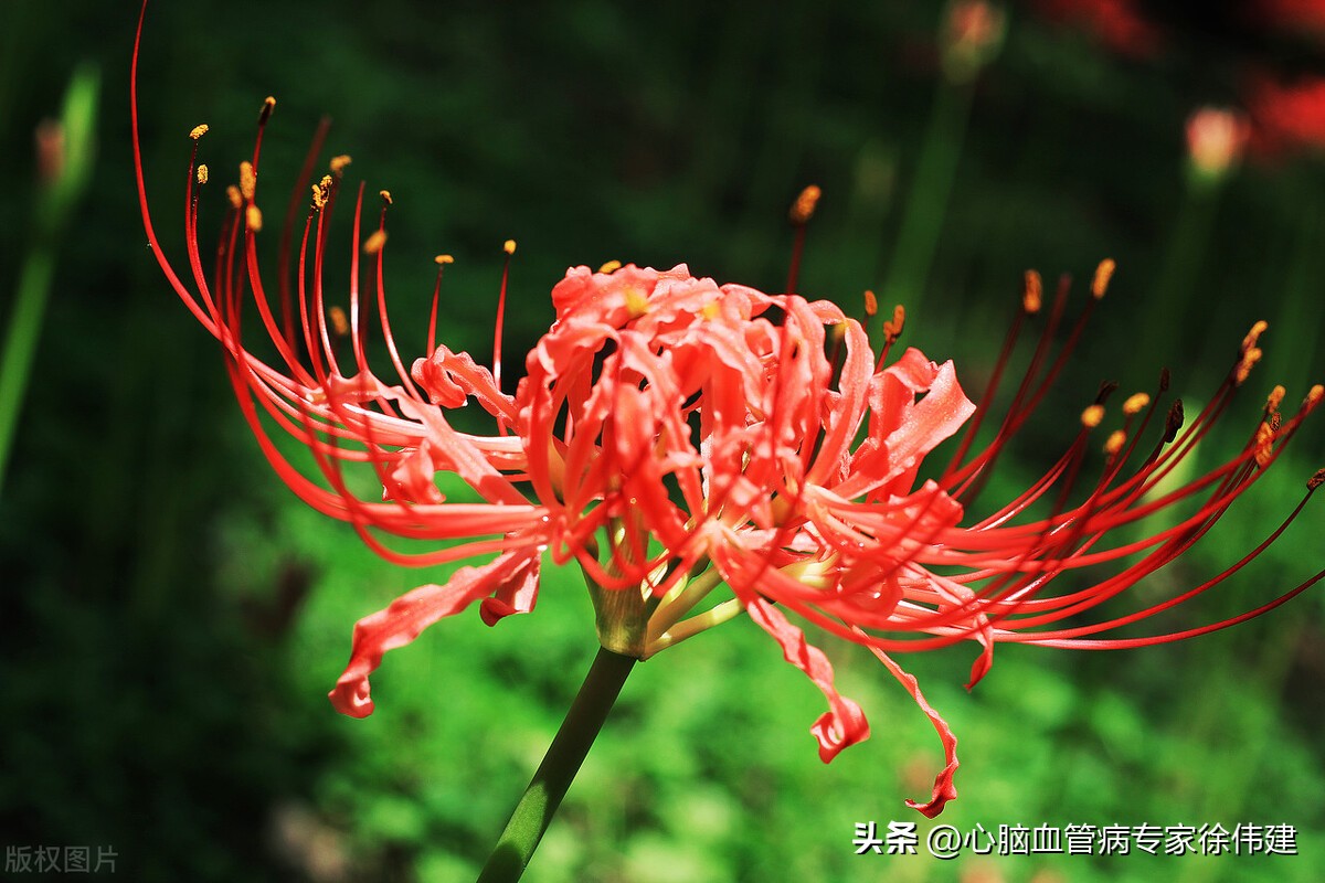 脑梗致头晕、头痛两年，吃中药调理后，头晕等症状大大减轻至消失