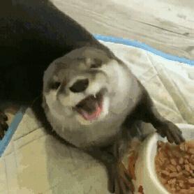 水獭建筑大师,动物界的建筑大师河狸