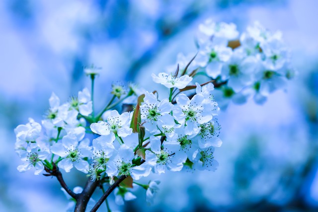 *场官**微小说：局长喜欢的家乡味