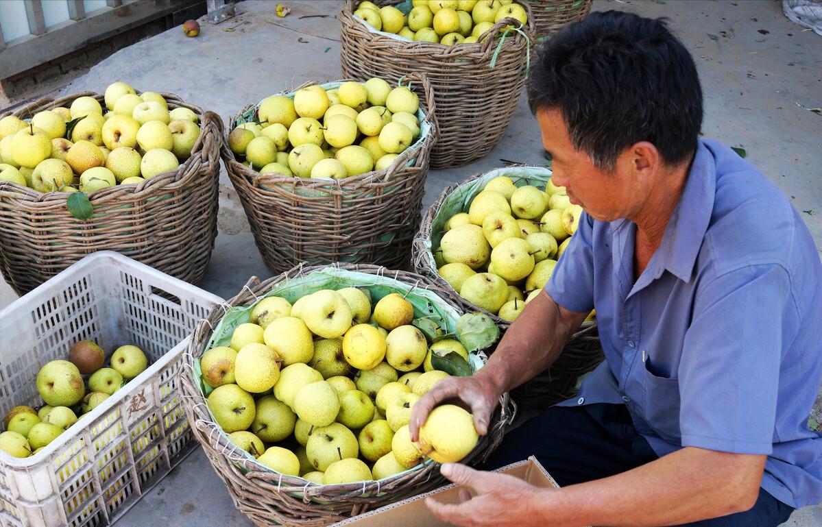 农村种梨销售,农村种梨怎么赚钱
