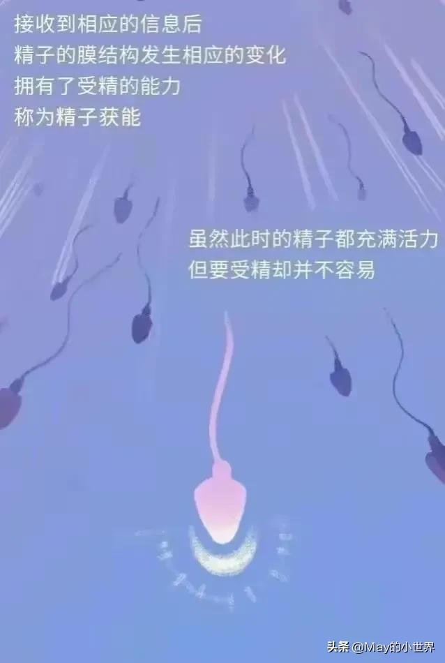 精子进入女性体内，会发生什么？
