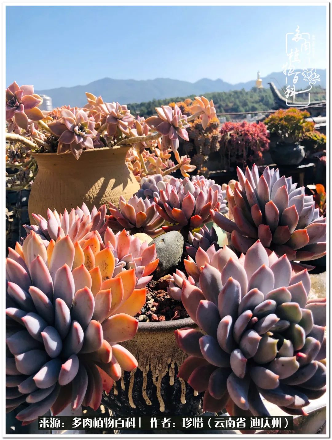 给生命一份淡然还岁月一份从容,给生命留一份洒脱的话