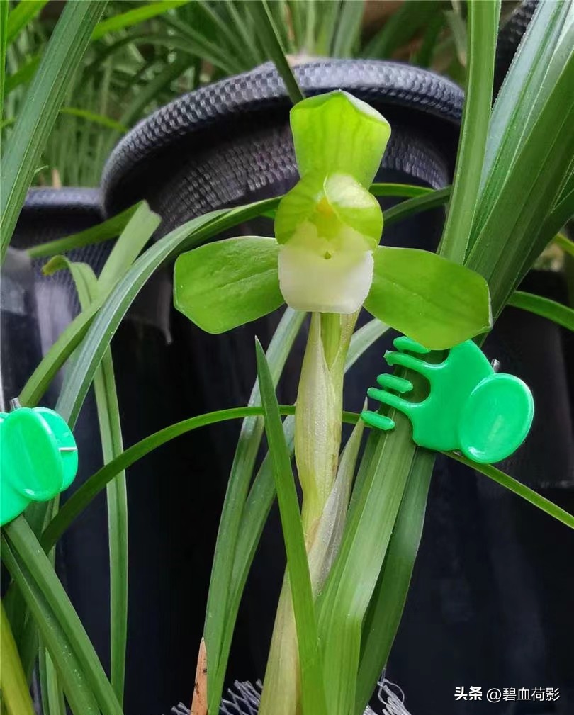 94年，男子10元购入一棵兰花，06年却卖出百万天价，兰友：有眼力