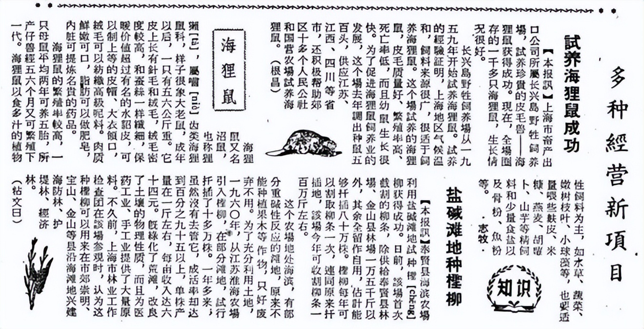 上海多地发现巨型老鼠重达17公斤,超市发现巨型老鼠跟小孩差不多大