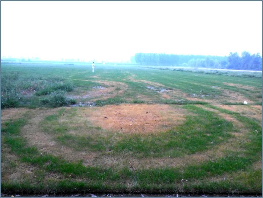 详解草坪正确栽培技术,夏季草坪