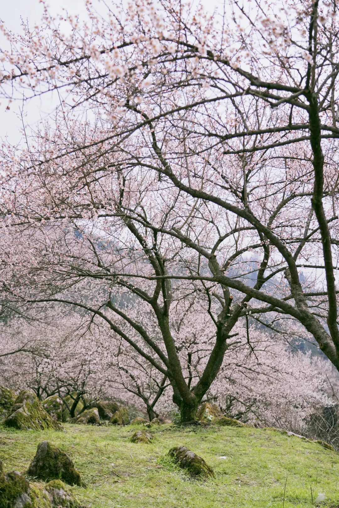 1.5h刹拢！被誉为川版“花城”，这个宝藏好耍地美得不像话