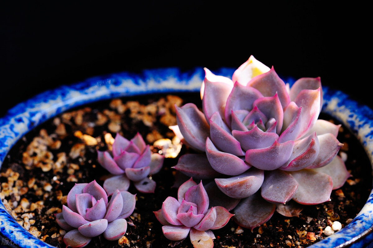 温煦花坊老花农都在用的养花绝招,花农绝不外传的8个养花施肥绝招