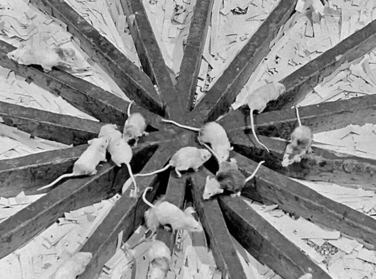 美国白鼠的繁衍,美国白鼠能繁衍多少只