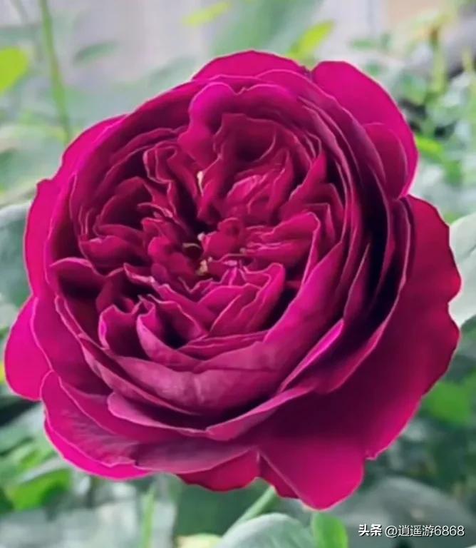 月季花美图,皇宫月季花花苞不密集