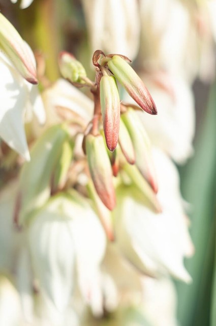 丝芙兰真假鉴定方法,丝兰提取物是什么