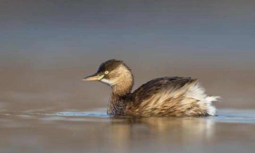 彼汾沮洳,美无度——晋中一带的水生物辨识之一