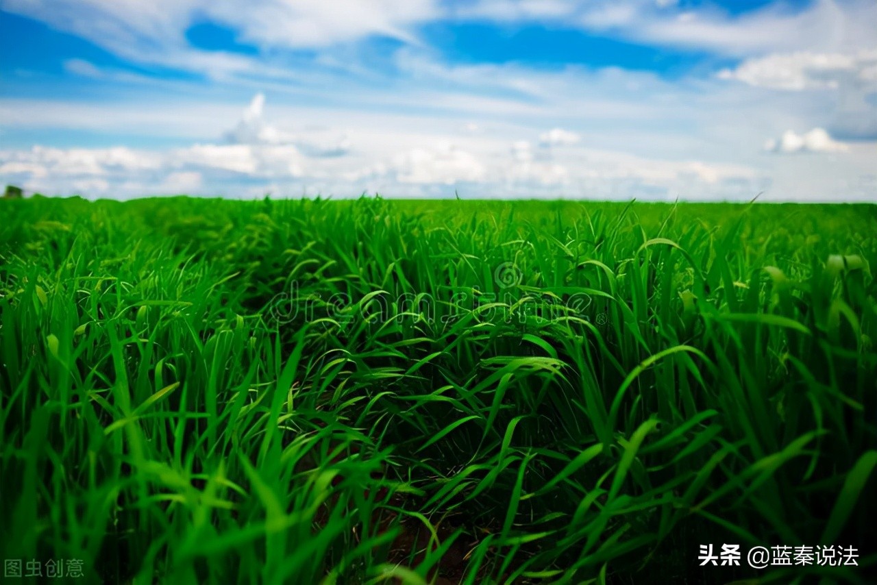 合法承包地被强制清表，地上农作物被毁损，谁担责？法院：镇政府