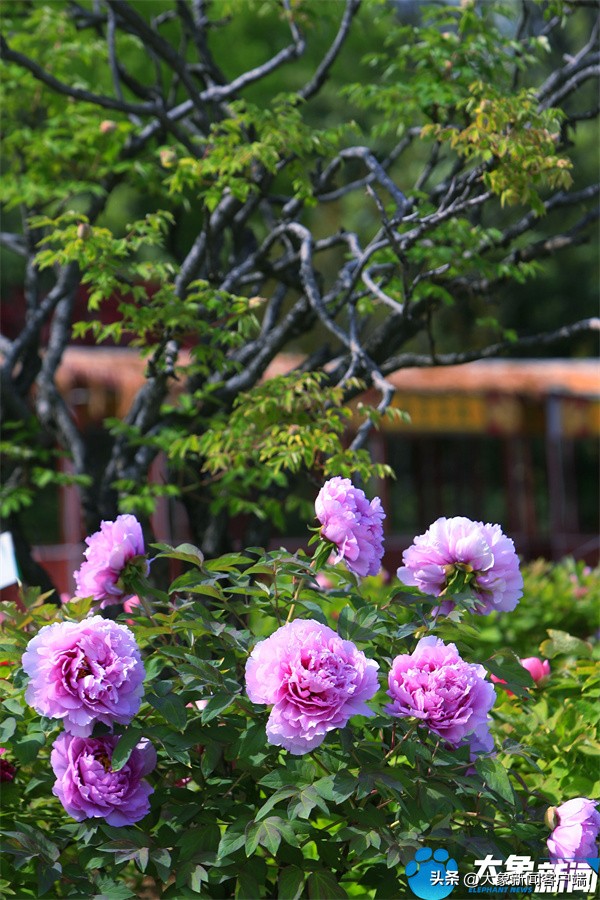 花开时节动京城最美不过洛阳城,花开时节动京城洛阳