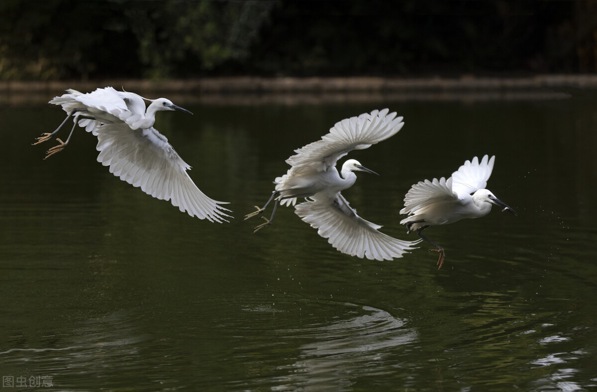 历代咏白鹭的古诗词,咏白鹭古诗意境