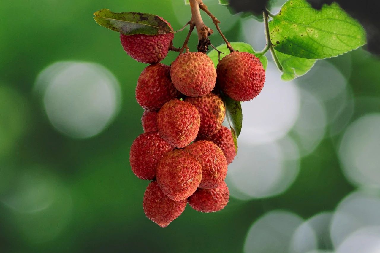 夏至诗词三百首,夏至诗词10首世间清景是微凉