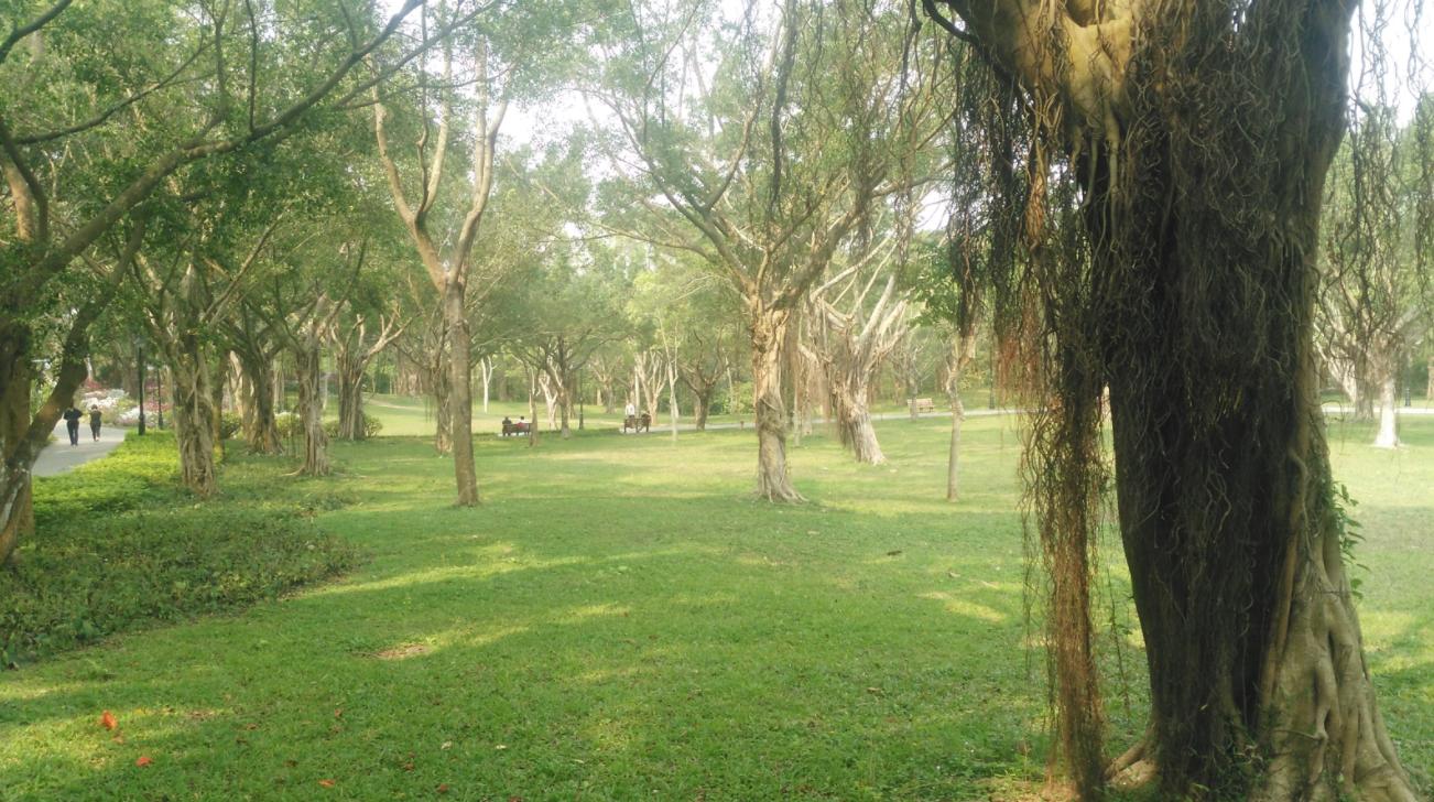 周末森林公园推荐深圳宝安,深圳森林公园登上山顶看美景