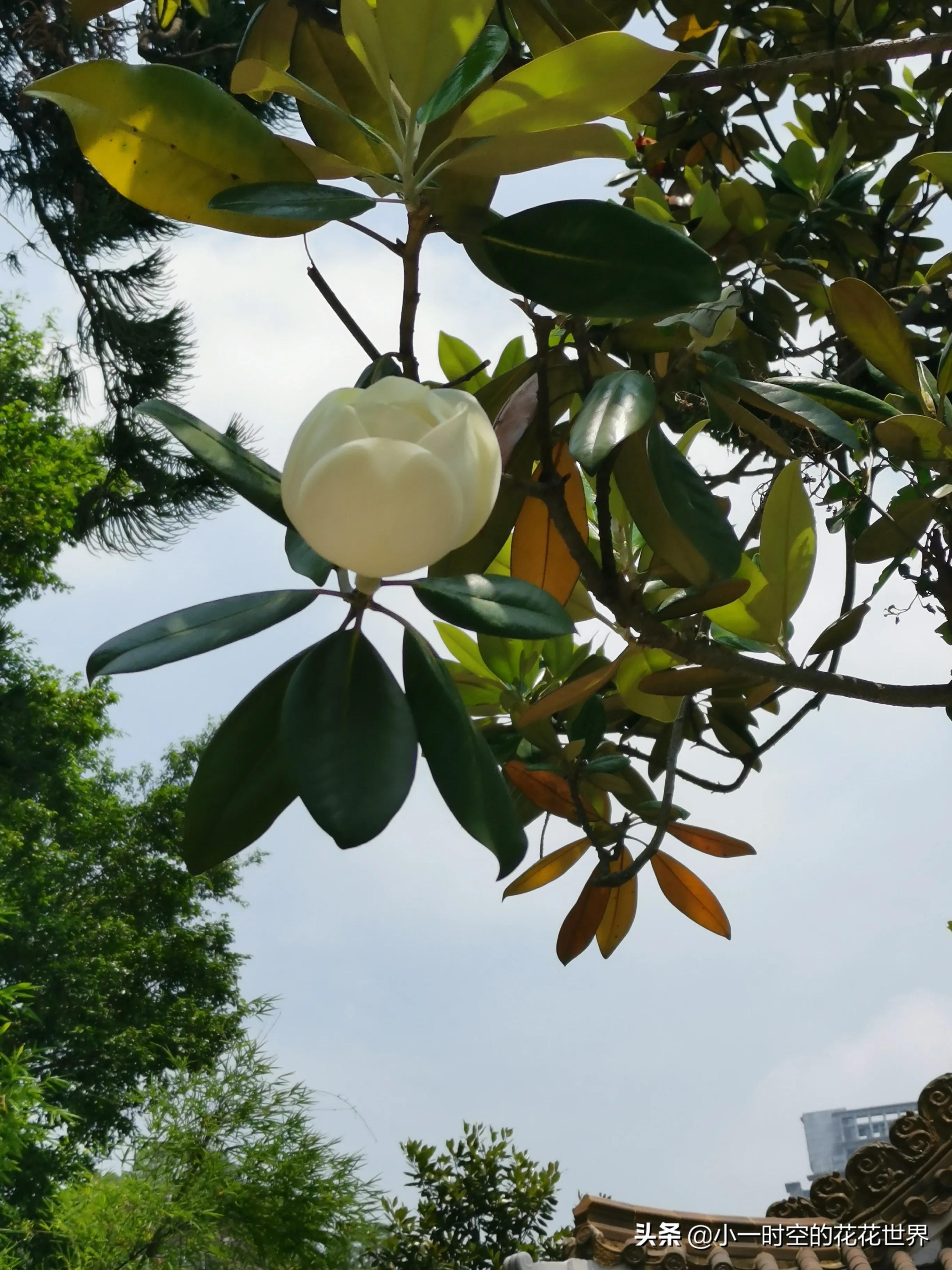 母亲节送母亲寓意最好的花,母亲节鲜花什么花好看