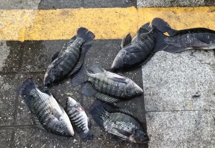 两块一斤没人要！老人路边卖非洲鲫鱼，路人：猫都不吃