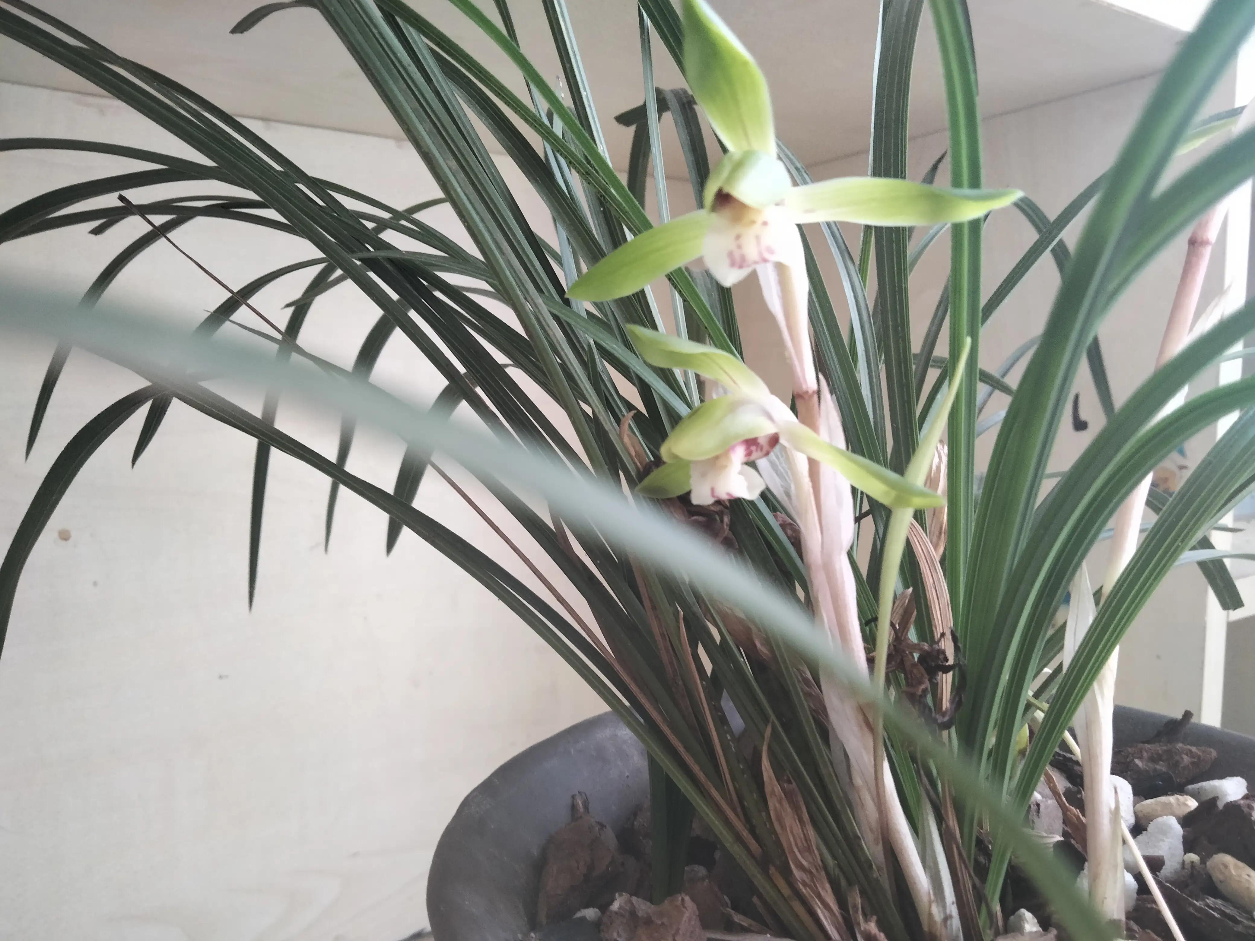 大红袍兰花是什么品种,兰花的品种什么最好