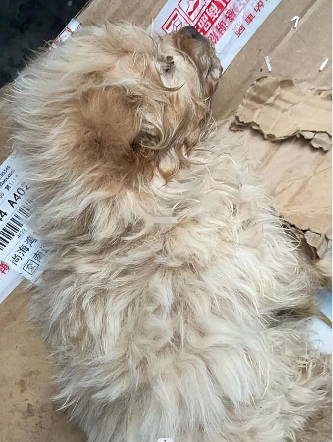 广州娃娃机一币一抓的店,广州沙河活体娃娃机