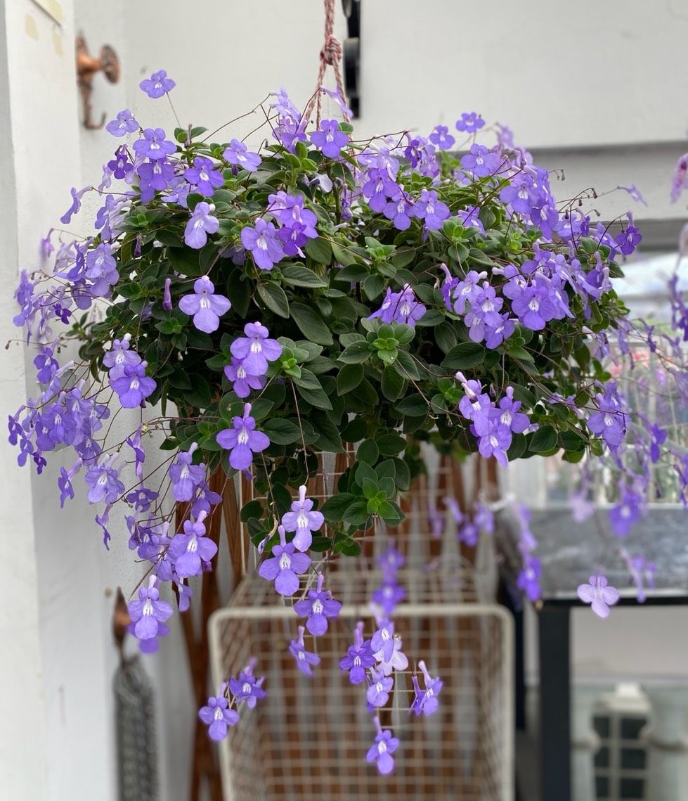 家庭客厅养什么花好看又旺财,客厅最吉祥的三种花