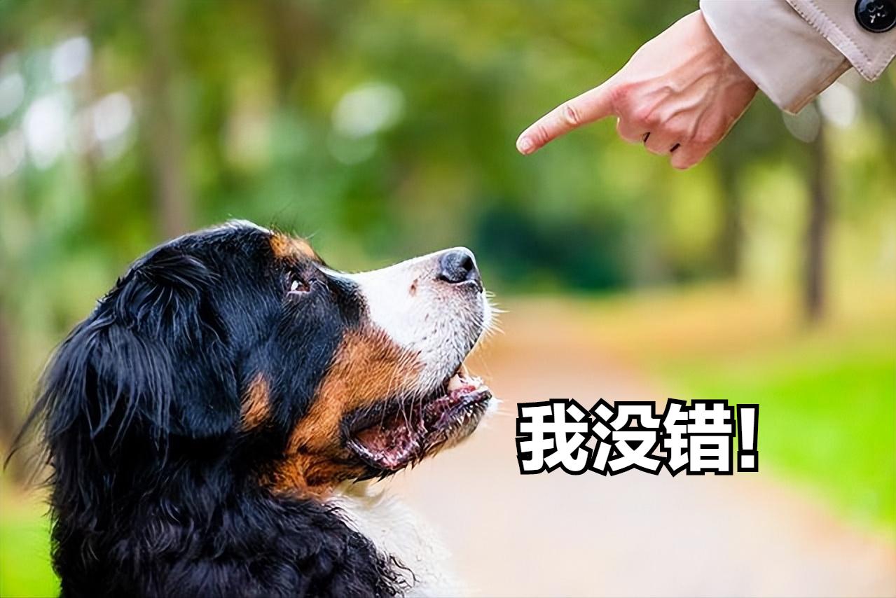 新手养狗哪种狗便宜,养狗狗是一时兴起还是深思熟虑