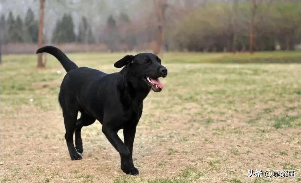 狗最怕什么恶犬,狗狗遇到恶犬怎么自救