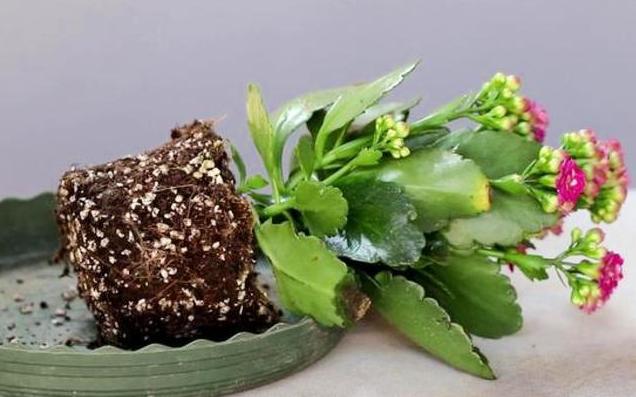 园艺花卉长寿花,花卉长寿花怎样才可以开花呢