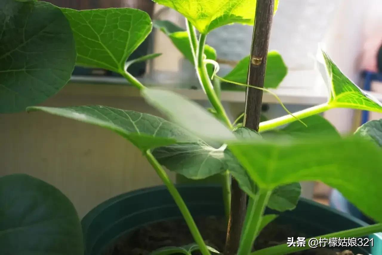 手捻小葫芦打顶,手捻小葫芦打顶方法视频