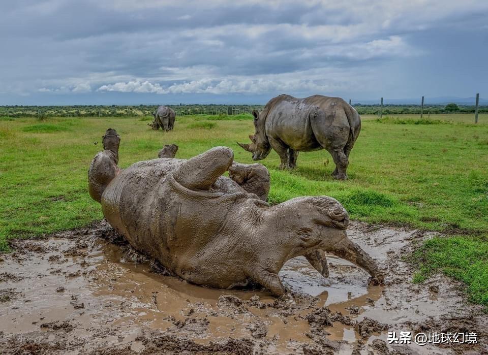 世界上最奇怪最大最恐怖的蛇图片,世界上十大恐怖诡异蛇