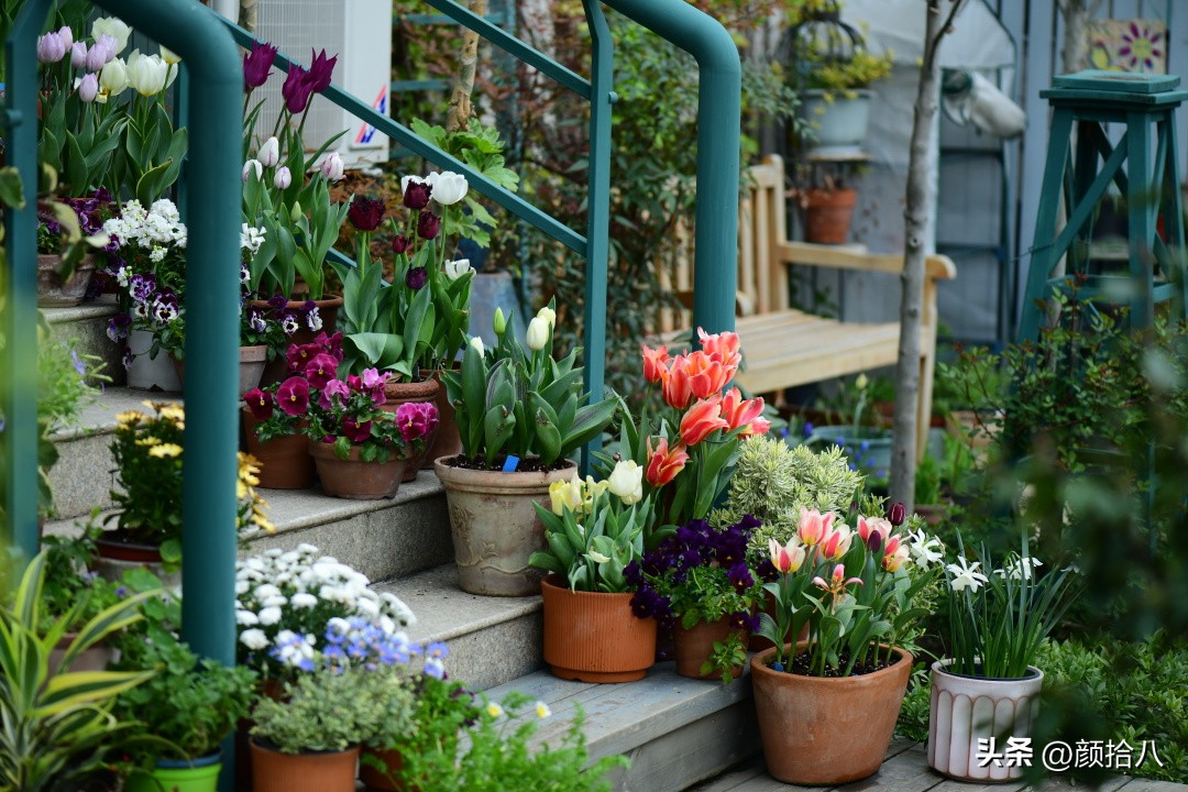 河马花园最耐阴植物,最漂亮的花园里的郁金香