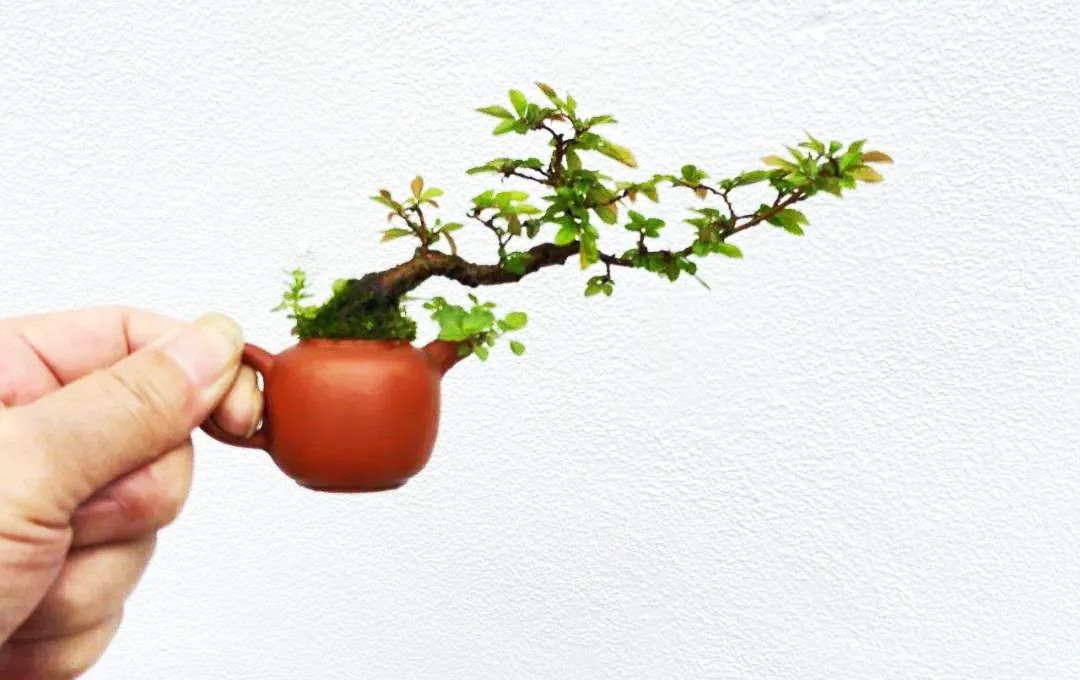 盆景修剪方法技巧口诀,盆景修剪技巧图解教程