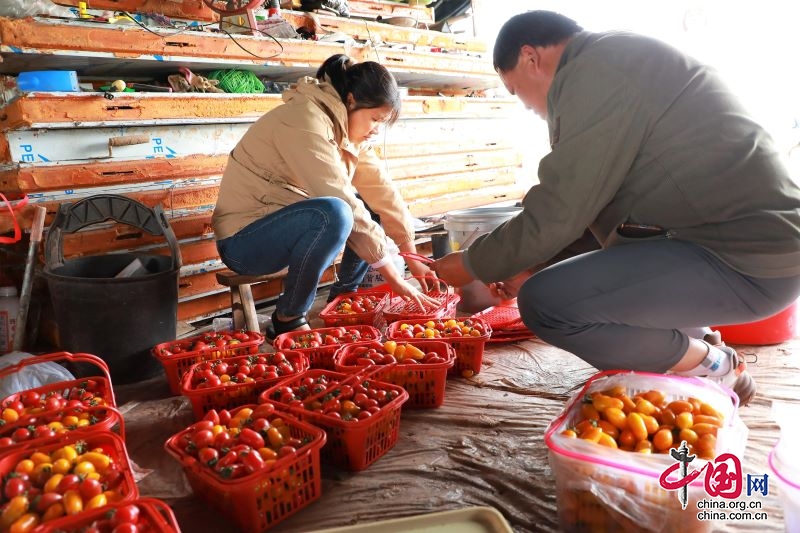 辛巴辛有志逆袭,辛巴辛有志公益助农