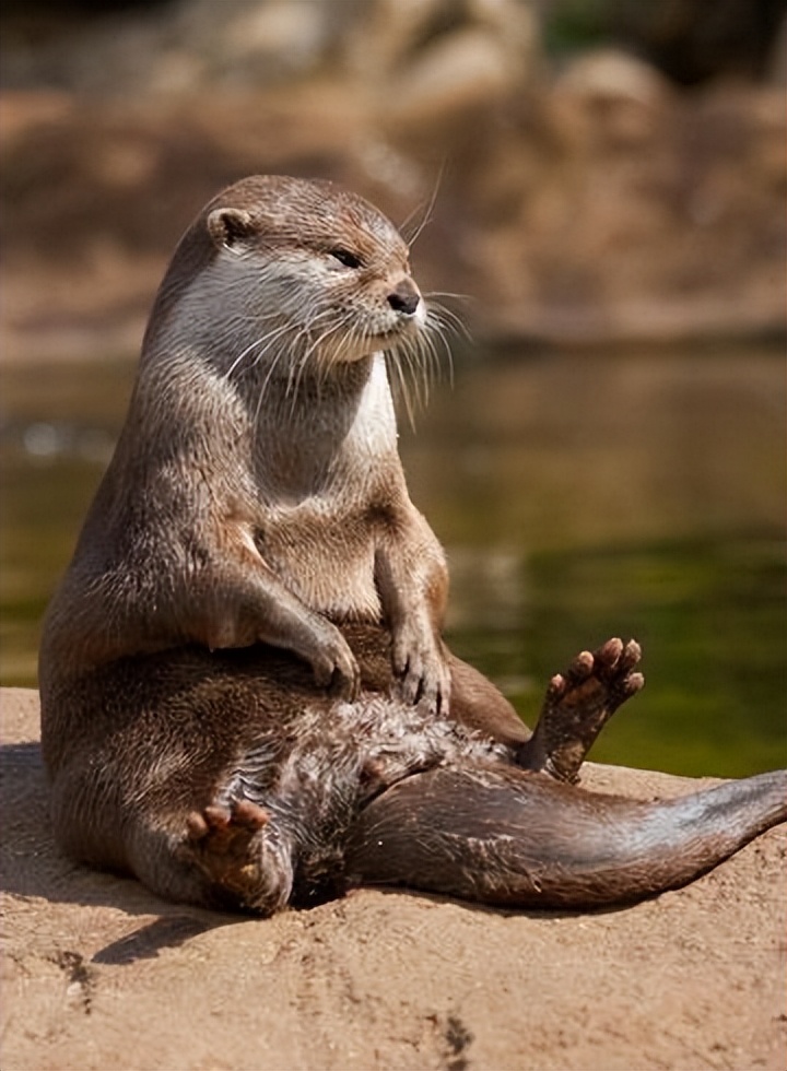 水獭建筑大师,动物界的建筑大师河狸