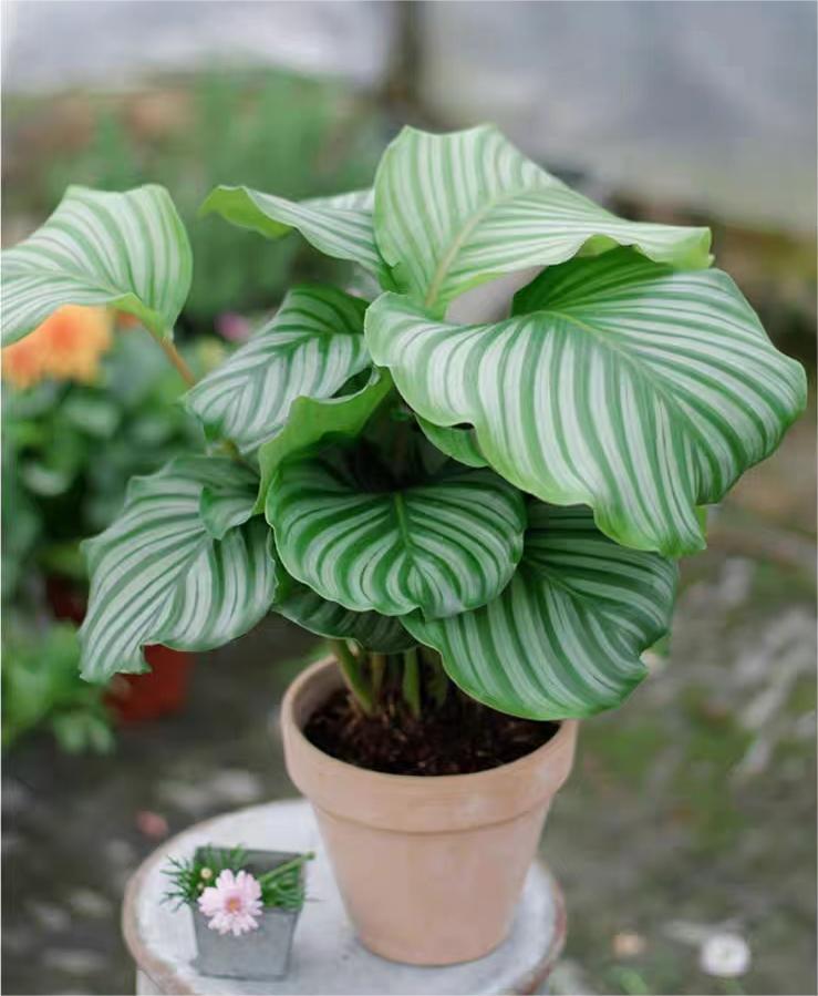 养竹芋用什么土好,养青苹果竹芋用氮肥还是磷肥