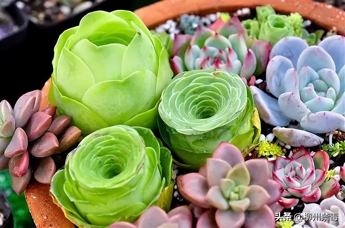 舔蛤蟆吸毒在美国成“时尚”!官方警告:再舔蛤蟆要绝种了!