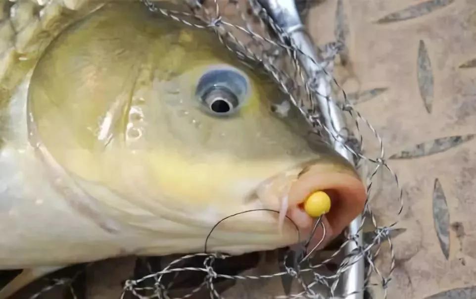 珠珠钓法适合在什么季节钓效果好,珠珠钓法适合哪些水域