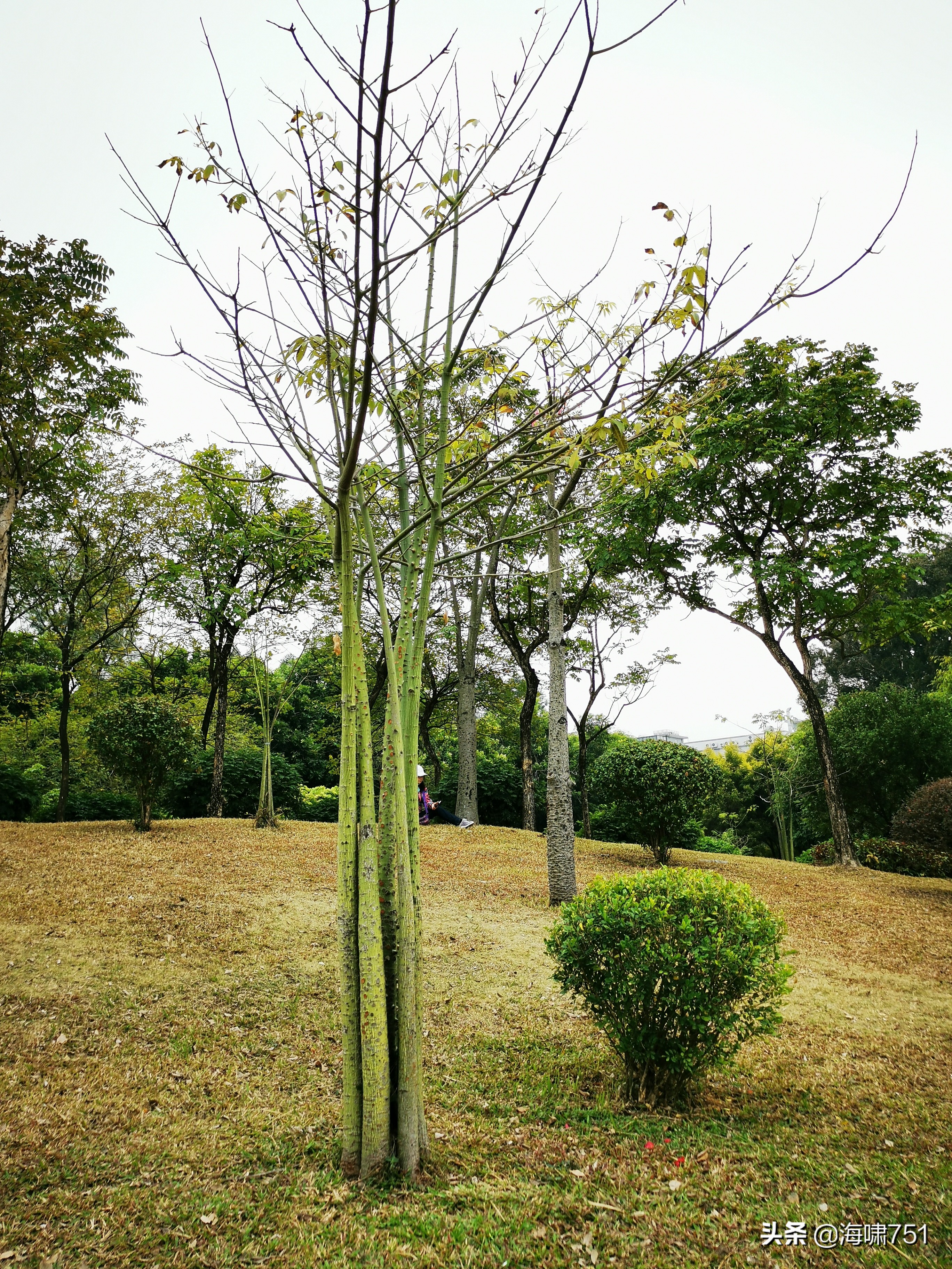 陈田花园全景图,陈田花园照片