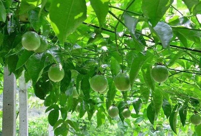 吃剩的水果种子可以种吗,这3种水果别舍不得吃