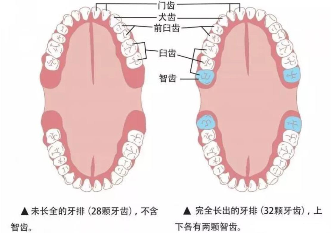 人类的生殖骨为什么退化了,人类没有尾椎骨会怎样